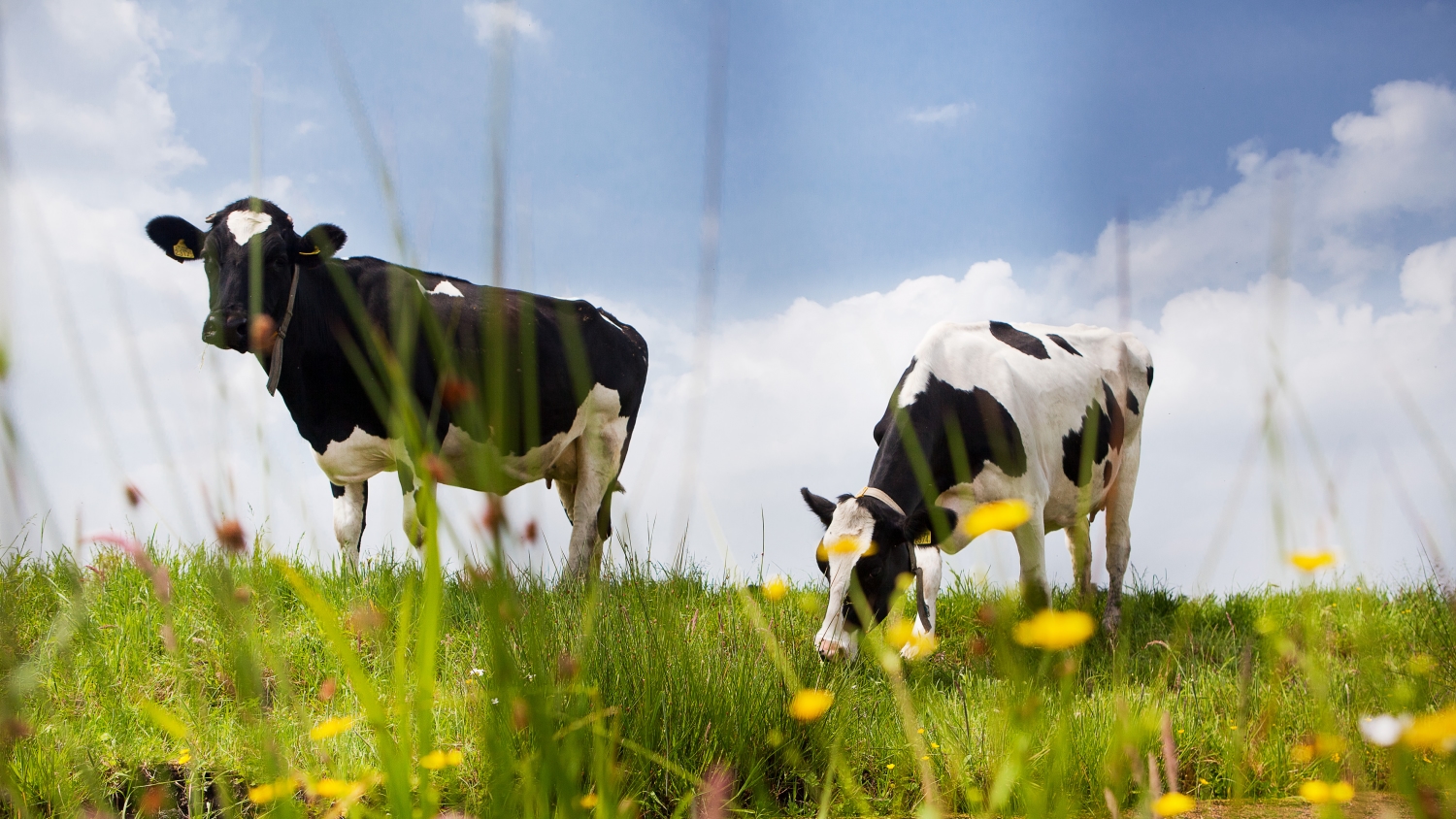 Cow