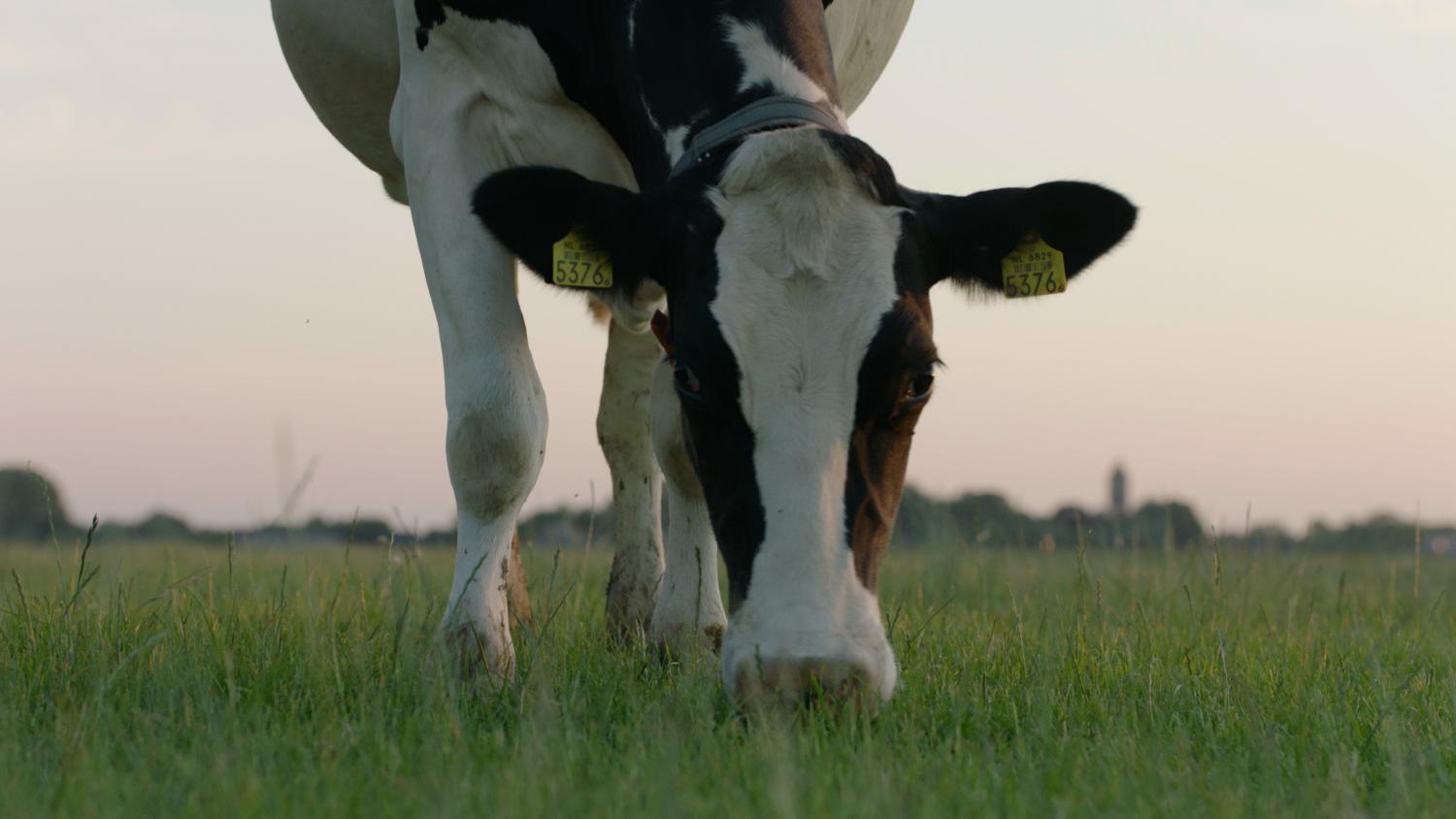 Cow in the meadows